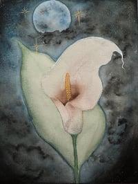 Calla Lilly