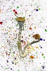 Image 3 of B+ MAGIC MUSHROOMS