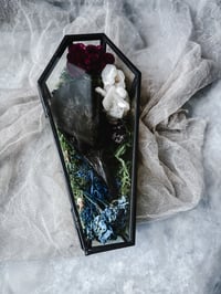 Image 1 of LetterstoLaLuna Haunted Forest Carrion Crow Head in glass coffin 