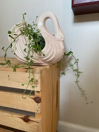 Image 5 of Strand of Dolphins in Swan Planter