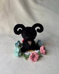 Image 1 of Dotty (reserved for rtb winner)