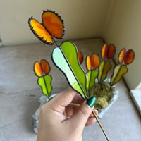 Image 2 of Venus Flytraps