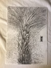 Image 2 of Tree Fern by Noel Betowski
