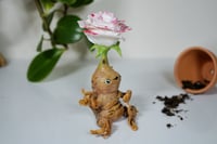 Image 4 of Rose Mandrake - Queenie