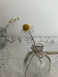 Image 1 of Chamomile 