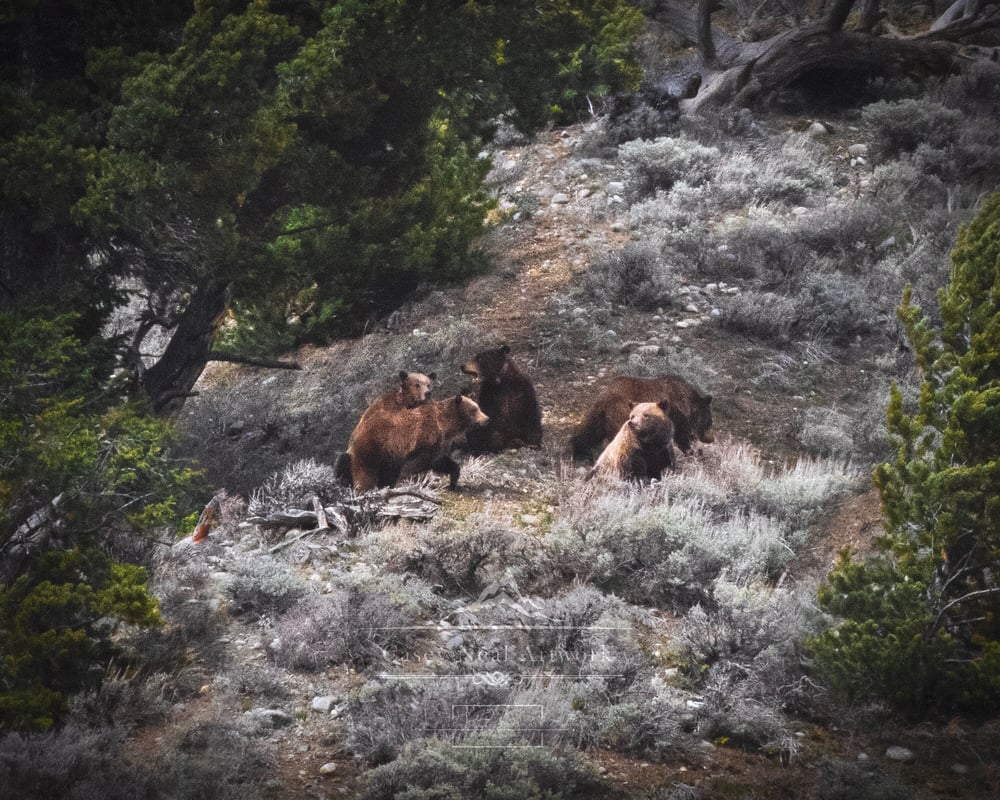 Image of Circle of Trust