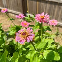 Image 3 of Zinnia Giant Double Enchanchress