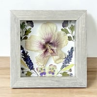 Image 3 of Hibiscus, Mum, Veronica & Pansy Wildflower Art In 6" X 6" Shadow Box (Item# 202304S)