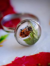 Image 2 of Ladybird Rings 