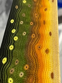 Image 5 of Bull Trout V2 by Mikie