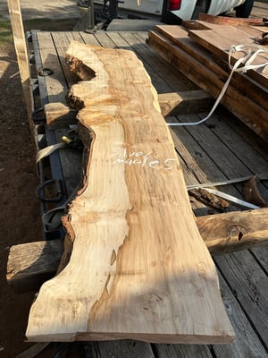 Silver maple 5A