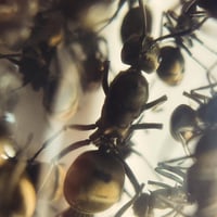 Image 1 of Polyrhachis Dives