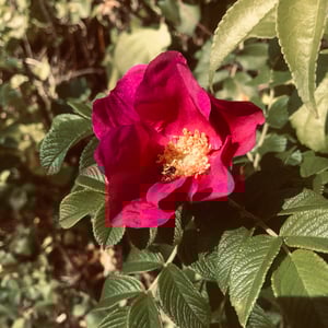 Image of the rose portal