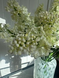 Image 4 of CONE HEADED HYDRANGEA 