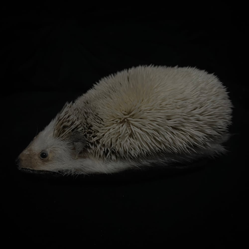 Image of Taxidermy Hedgehog 
