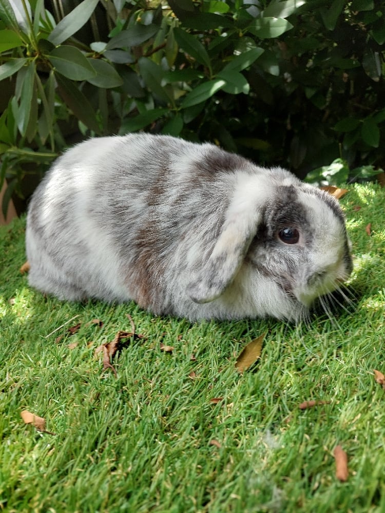 Image of Betty (F)