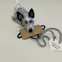 Image 3 of Australian Cattle Dog “Black / White Heeler“