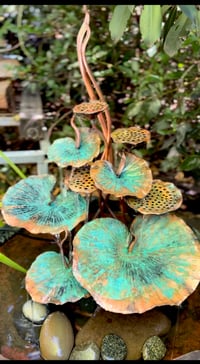 Image 5 of 🍃🌱Sacred Lotus 🌱🍃