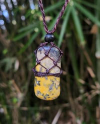 Image 1 of Bumble Bee Jasper