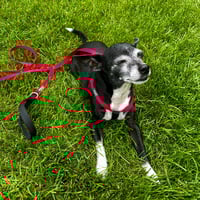 Image 3 of Walking Set