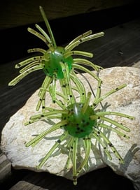 Image 2 of “SWEETGUM” - KIWI