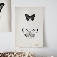 Image 3 of Planches De Papillons 