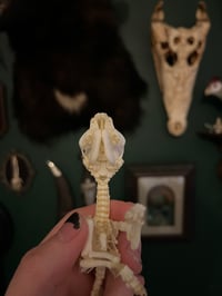 Image 2 of Pathological Daschund Puppy Skeleton
