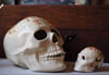 Set of 2 Cherry blossom skulls (Large & Medium)
