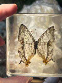 White Real butterfly in Resin 