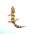 (Giant Line) Tangerine (Tremper) (2)