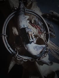 Image 1 of Opossum jaw 