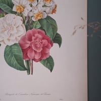Image 19 of Planches  Anciennes les fleurs de Redouté 