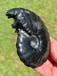 Image 6 of Black Ammonite Fossil With Pyrite | Madagascar #2706