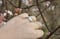 Image of Saphir Ring No 2