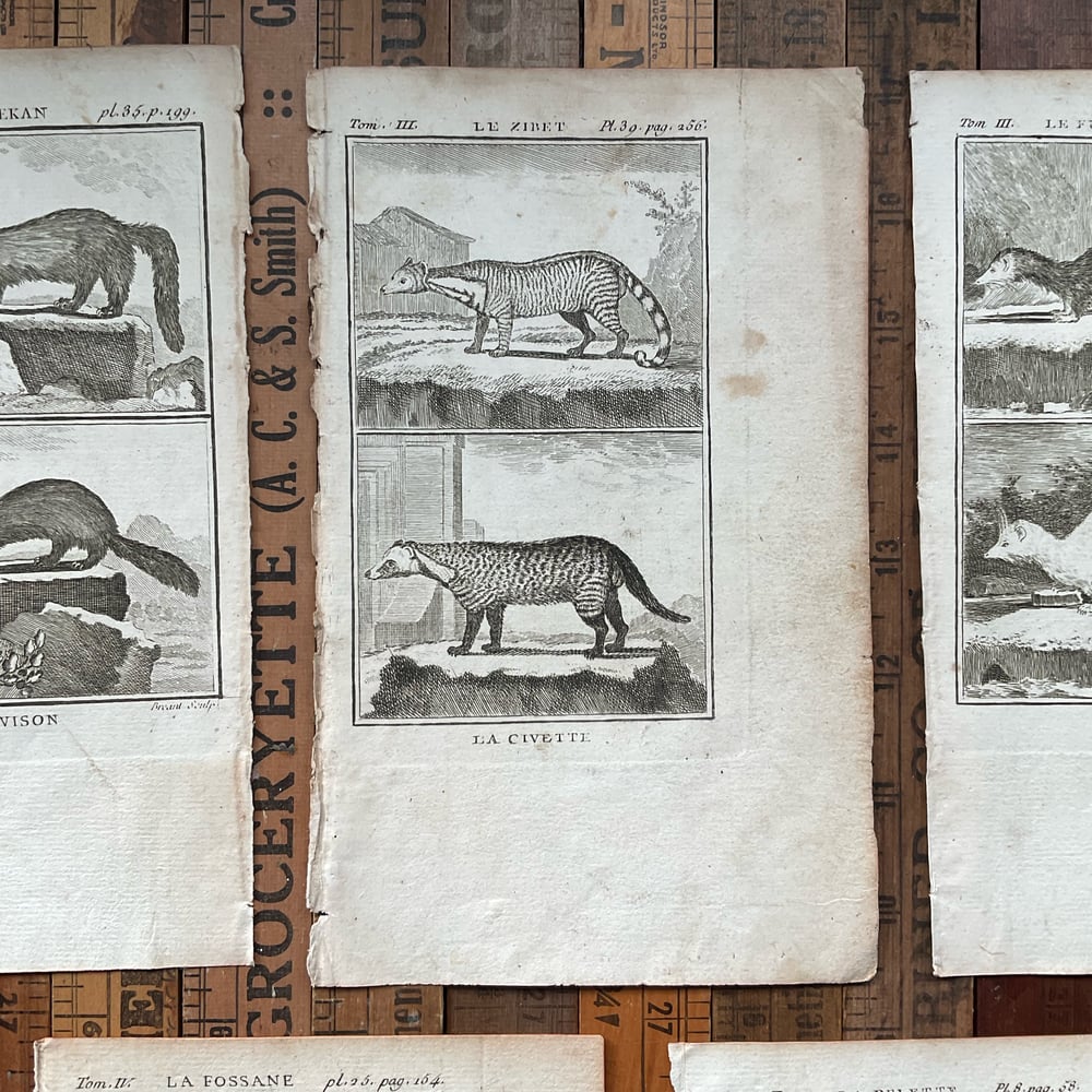 Image of French Animal Engravings set no.2