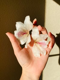 Image 1 of 🤍Bauhinia Studs🤍 White
