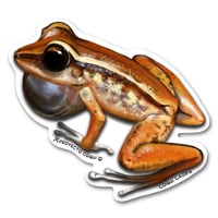Coquí Caoba Sticker 