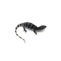 White Throat Monitor 