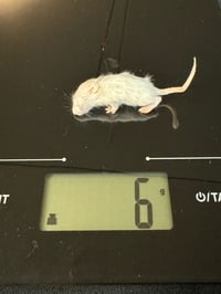 Image 2 of Fuzzy Mouse 