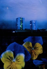 Image 2 of PANSY, BLUE AND YELLOW 