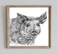 Gloucester Pig 20x20cm Print 