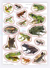 Southeast asian Frogs sticker set