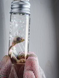 Image 5 of 3/3 payment reserved !! Newborn Parakeet  