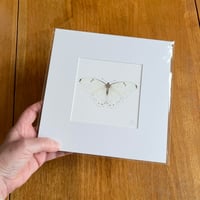 White Morpho Butterfly - Giclee Print