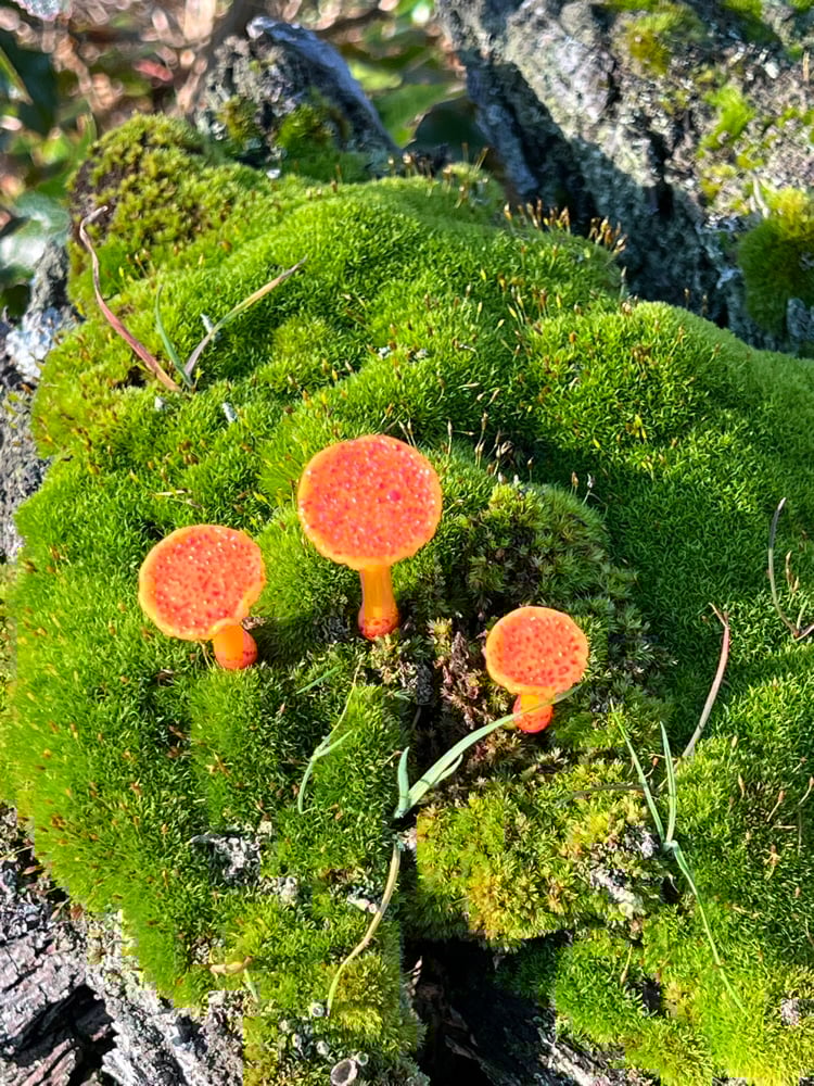Image of 3 Orange Trumpet Mushroom Plant Spikes