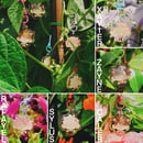 Image 2 of LADS Floral Acrylic Charms