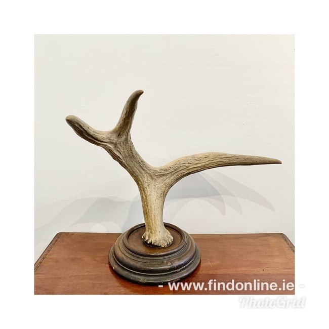 Mounted antler