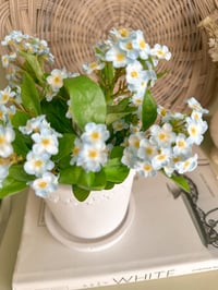 Image 2 of Pale Blue Forget-Me-Not Posy ( 6 Sprays )