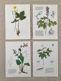 Image 7 of Illustrations botaniques (x4)