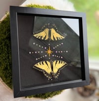 Image 1 of Swallowtail Twins